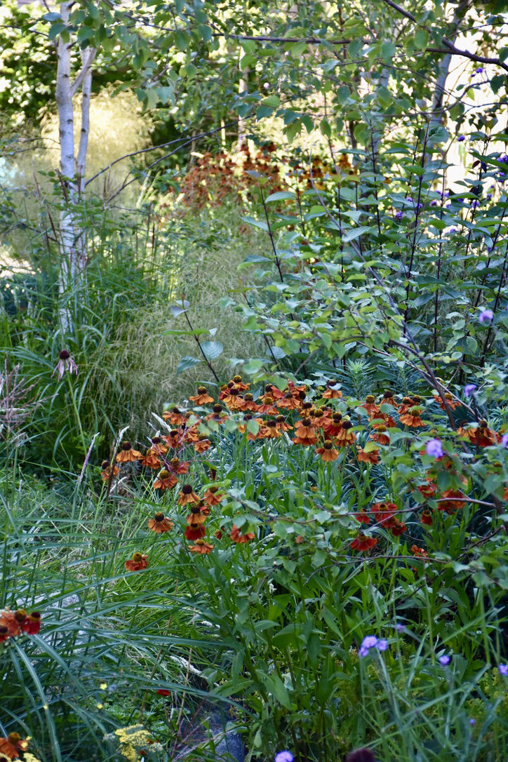 perennial-grasses-gravel-garden-design