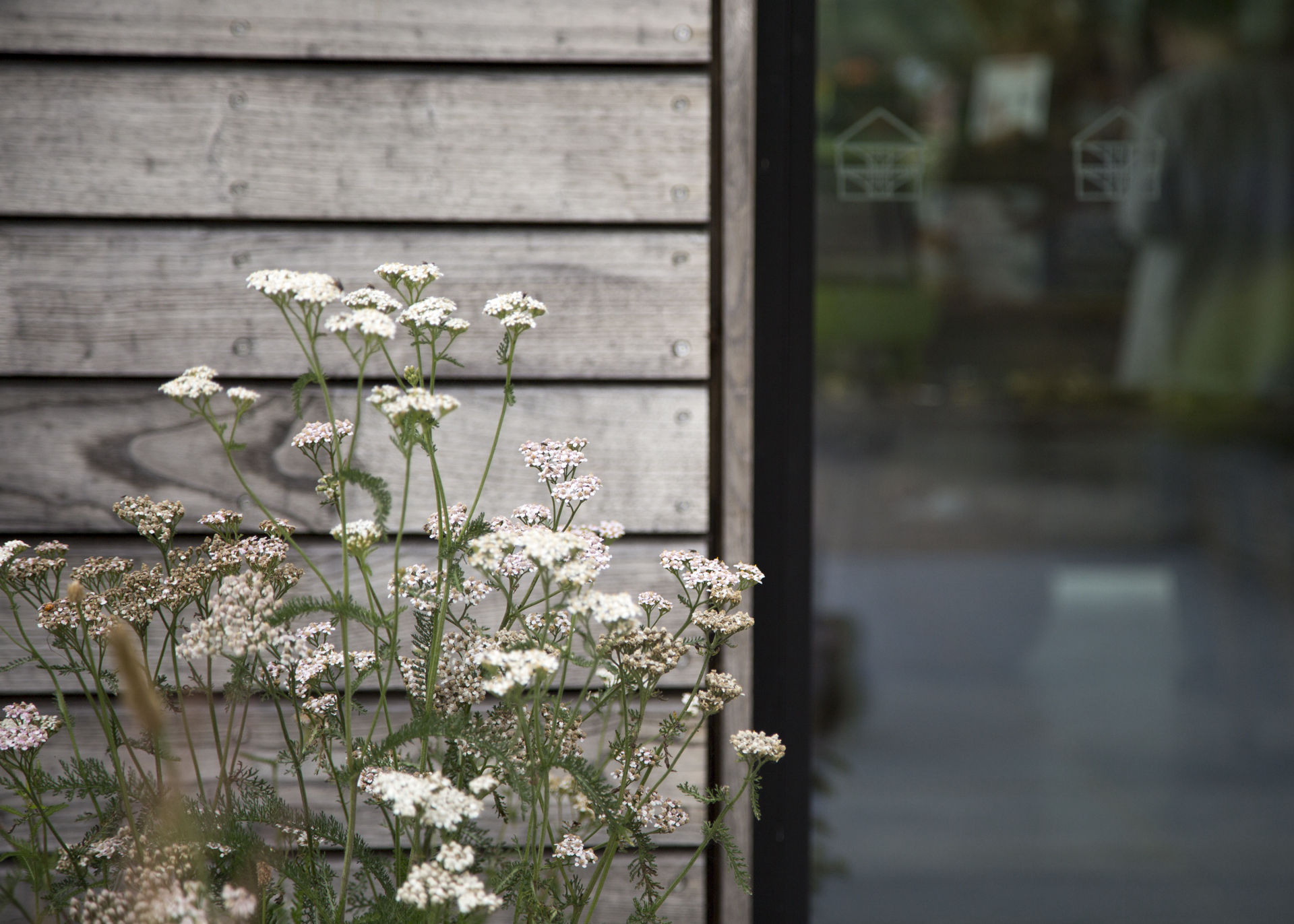 wildflower meadow breedon gravel path
